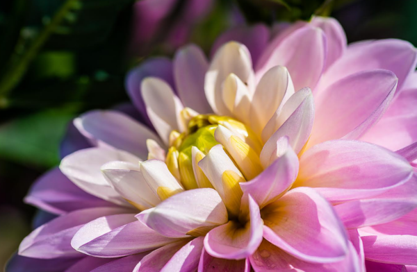 “Flower Photography Class with Bill Brown - Saturday - 08/16 from 10:30- 12:00”